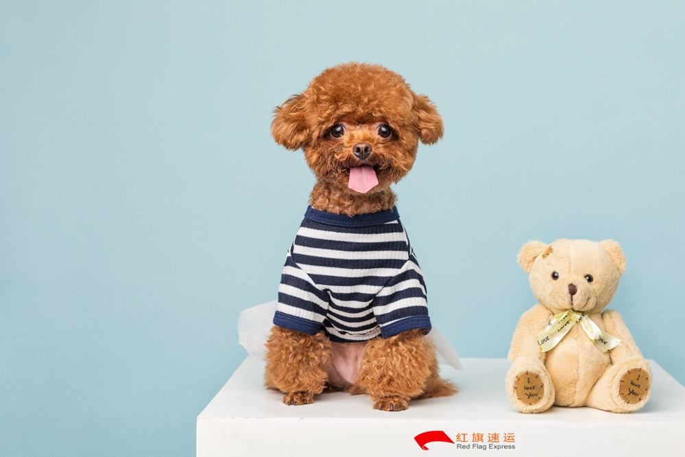 攝圖網_501390256_貴賓犬小泰迪（企業商用）_副本.jpg